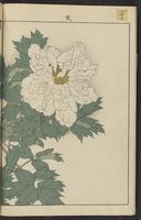 ku-speccoll:15913-68