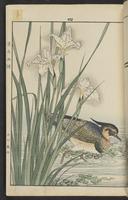 ku-speccoll:15913-71