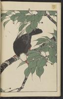 ku-speccoll:15913-72