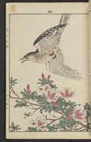 ku-speccoll:15913-79