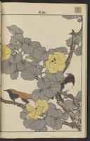 ku-speccoll:15913-80