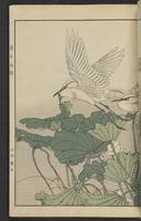 ku-speccoll:15913-85