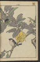 ku-speccoll:15913-86