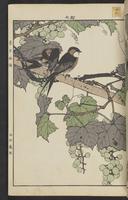 ku-speccoll:15913-87