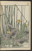 ku-speccoll:15913-88