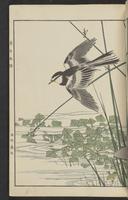 ku-speccoll:15913-89