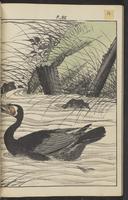 ku-speccoll:15913-90