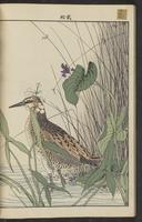 ku-speccoll:15913-92