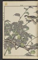 ku-speccoll:15913-93