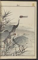 ku-speccoll:15913-94