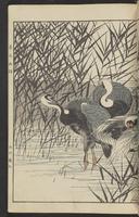 ku-speccoll:15913-95