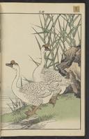 ku-speccoll:15913-96