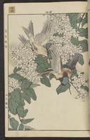 ku-speccoll:15913-97