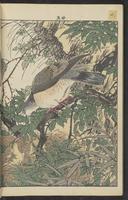 ku-speccoll:15913-98