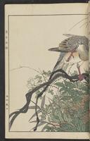 ku-speccoll:15913-99