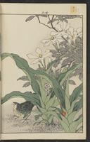 ku-speccoll:15913-100