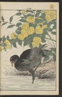 ku-speccoll:15913-102