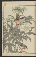 ku-speccoll:15913-103