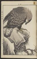 ku-speccoll:15913-105