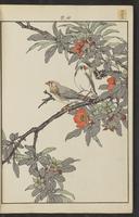 ku-speccoll:15913-106