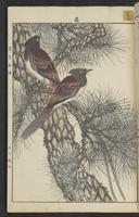 ku-speccoll:15913-171