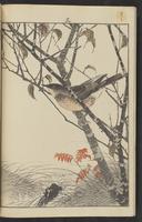 ku-speccoll:15913-174