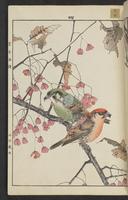 ku-speccoll:15913-175