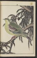 ku-speccoll:15913-176