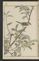 ku-speccoll:15913-177