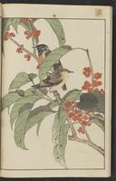 ku-speccoll:15913-178