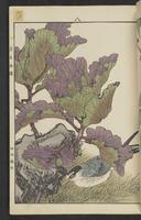 ku-speccoll:15913-179