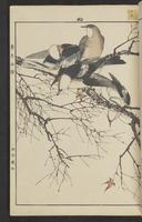 ku-speccoll:15913-181