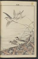 ku-speccoll:15913-182