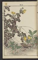 ku-speccoll:15913-183