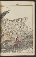 ku-speccoll:15913-184