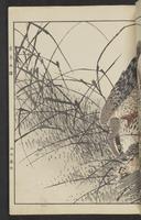 ku-speccoll:15913-185