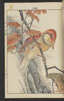 ku-speccoll:15913-187