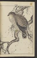 ku-speccoll:15913-188