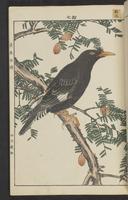 ku-speccoll:15913-189