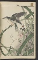 ku-speccoll:15913-190