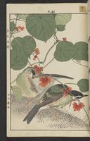 ku-speccoll:15913-191