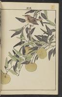 ku-speccoll:15913-192