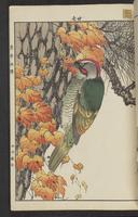 ku-speccoll:15913-193