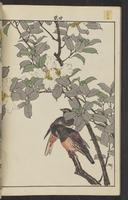 ku-speccoll:15913-194