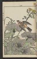 ku-speccoll:15913-195