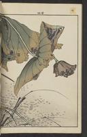 ku-speccoll:15913-196