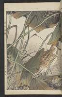 ku-speccoll:15913-197