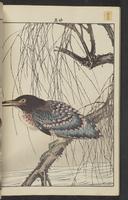 ku-speccoll:15913-198