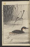 ku-speccoll:15913-199