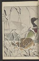 ku-speccoll:15913-201